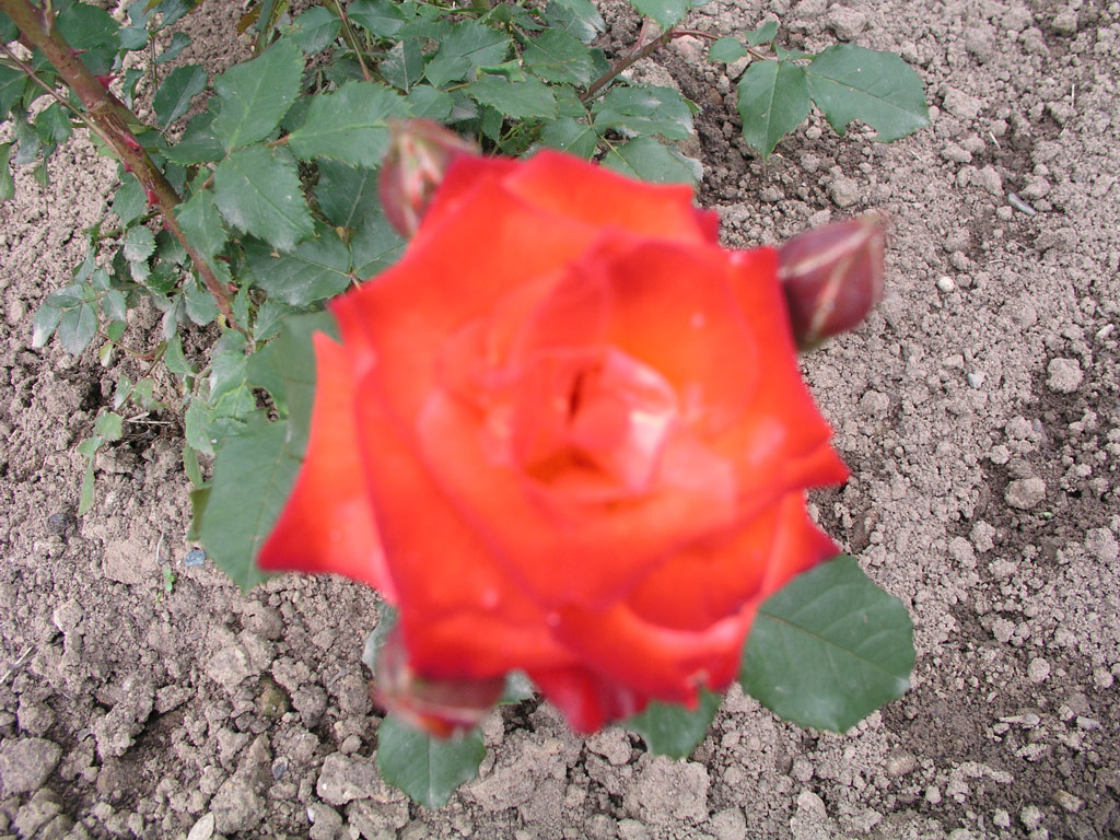 růže Sonora
