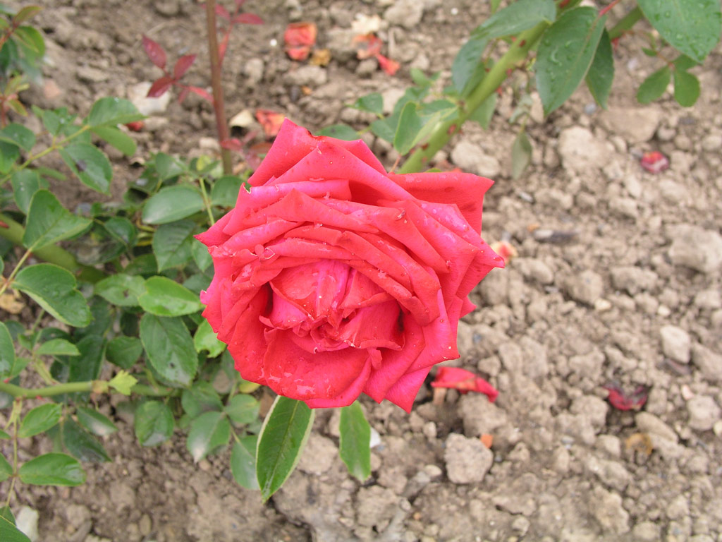 růže Sophia Loren