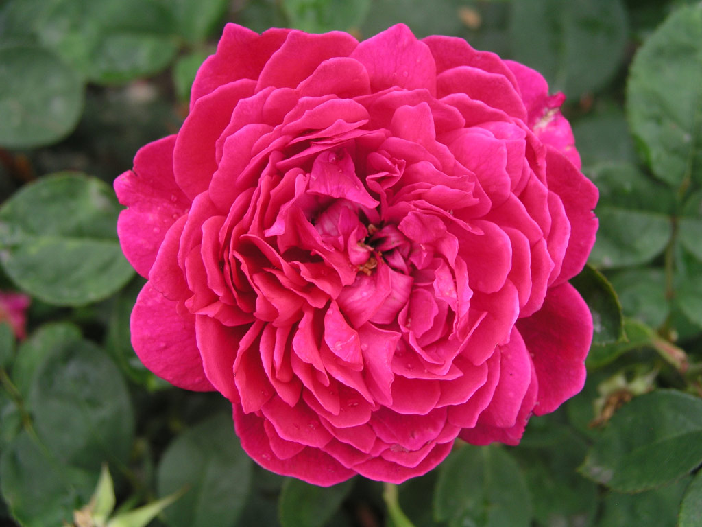 růže Sophy�s Rose