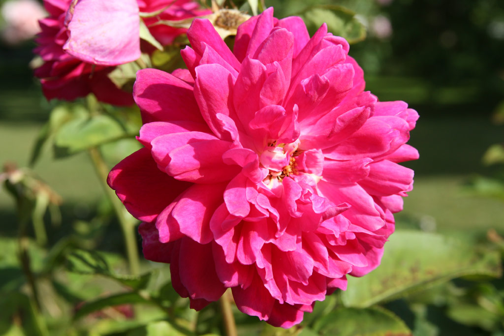 růže Sophy�s Rose