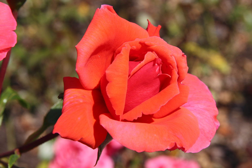 růže Soraya