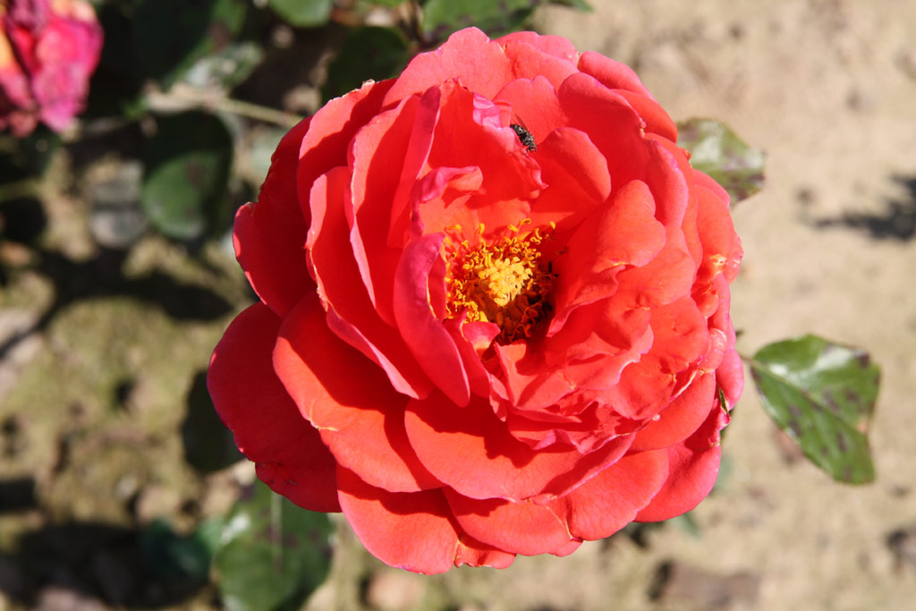 růže Soraya