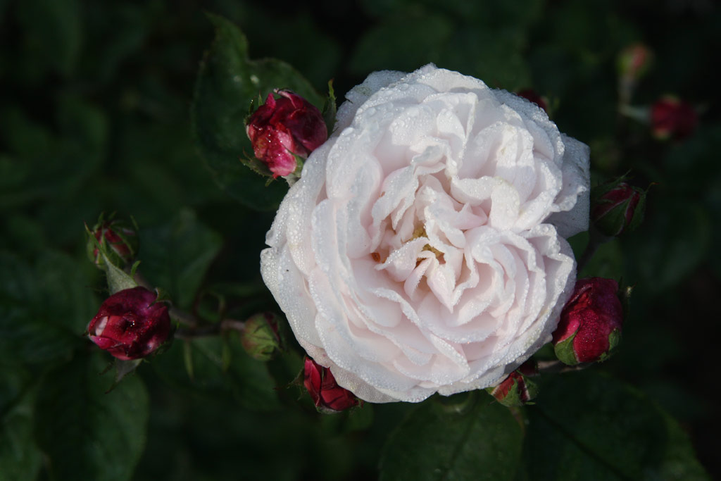 růže Souchet (Sangerhausen)