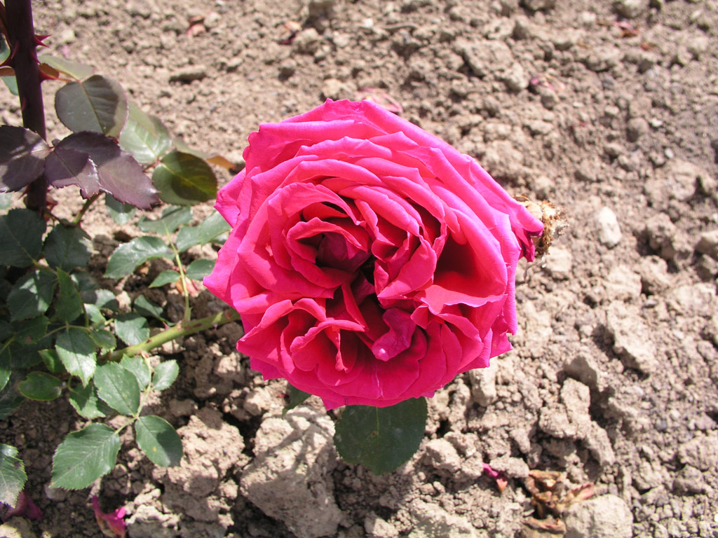 růže Southport