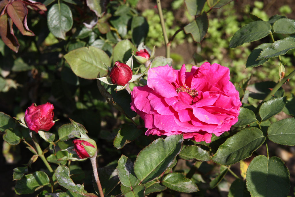 růže Souvenir dAngele Opdebeeck (Sangerhausen)