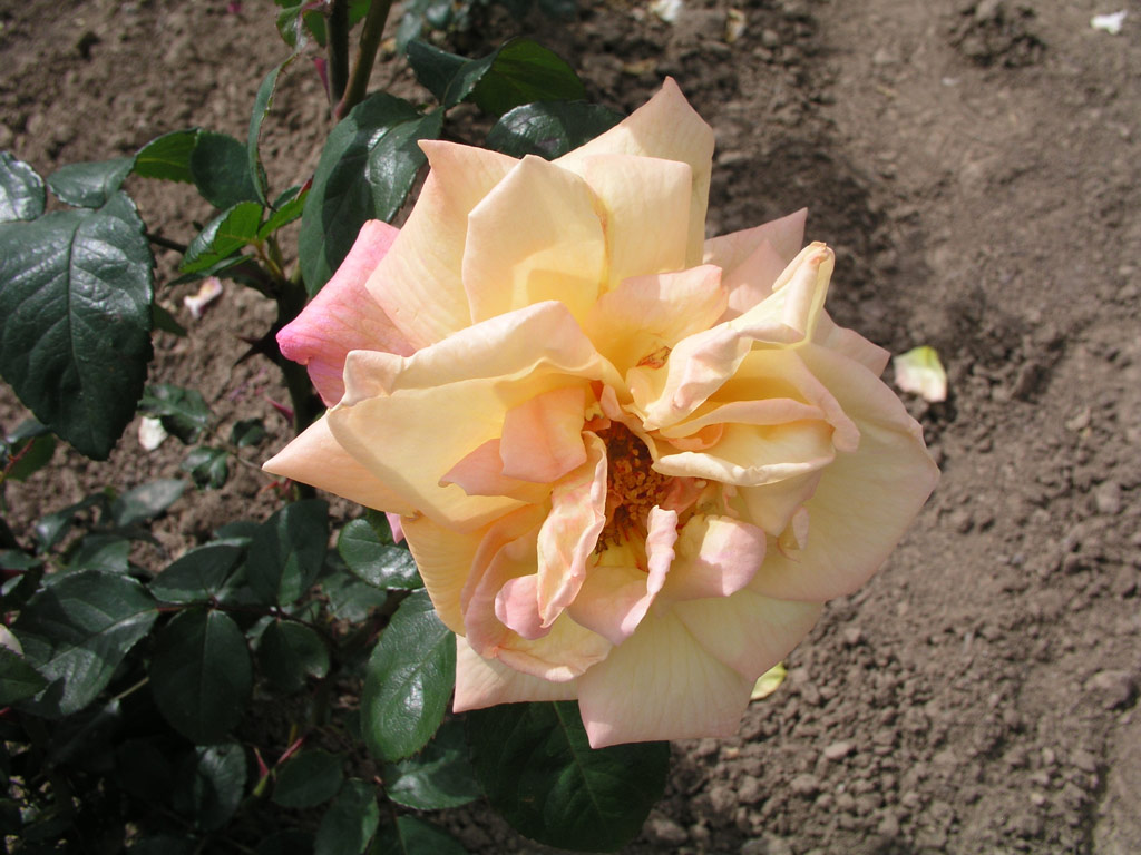 růže Souvenir de Claudius Pernet