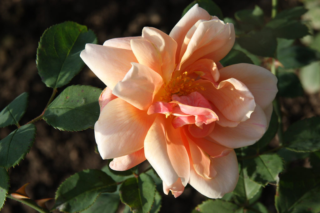 růže Souvenir de Gustave Schickel
