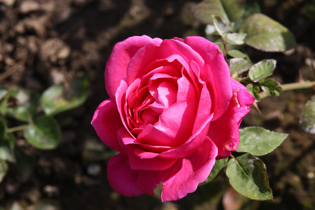 růže Souvenir de J. B. Weibel