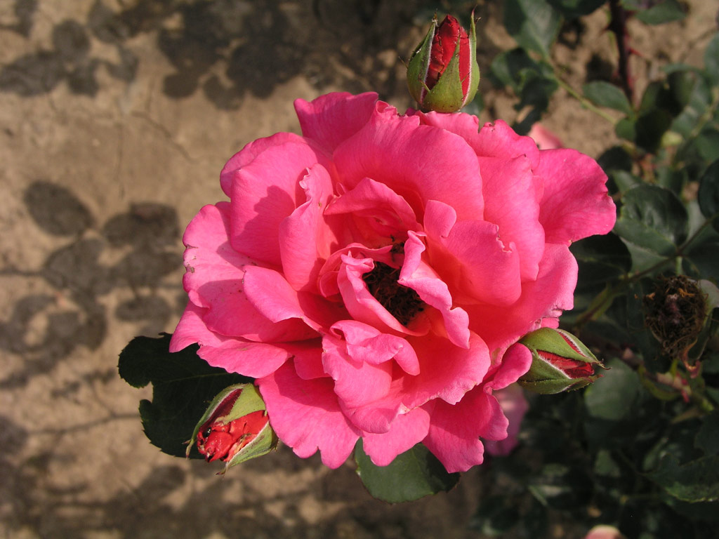 růže Souvenir de Jacques Verschuren