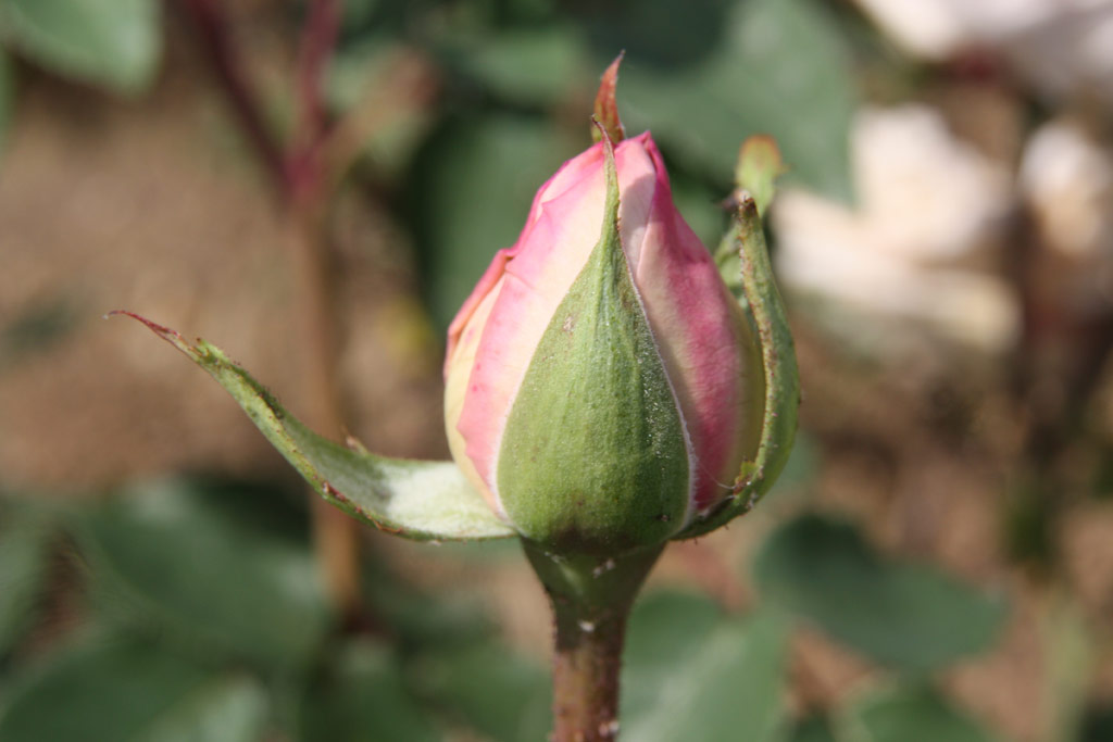 růže Souvenir de la Malmaison