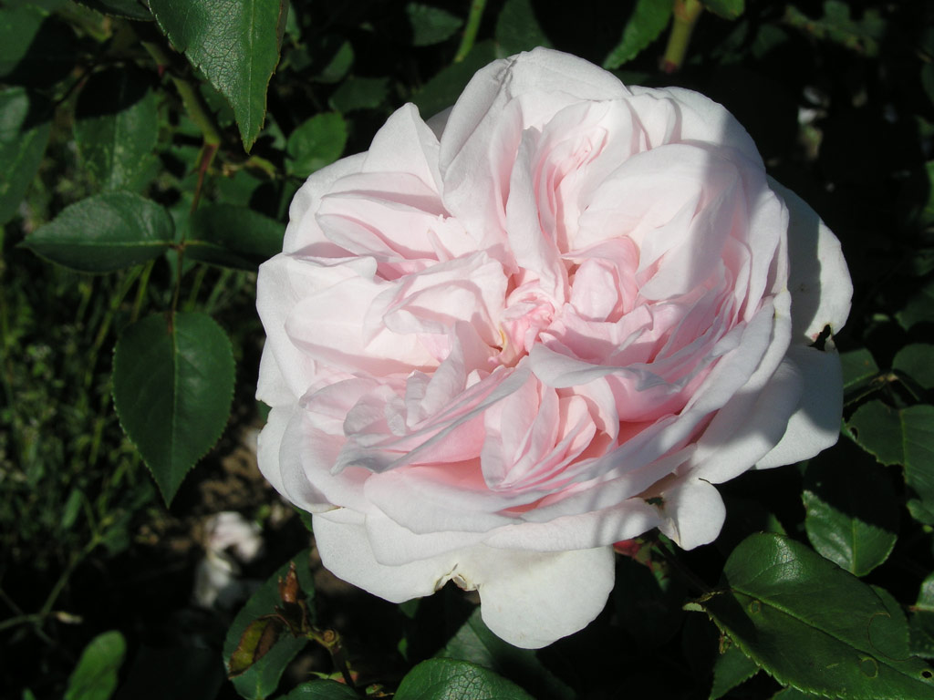 růže Souvenir de la Malmaison