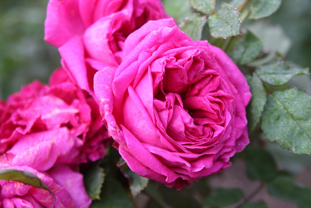 růže Souvenir de Mme. Bruel