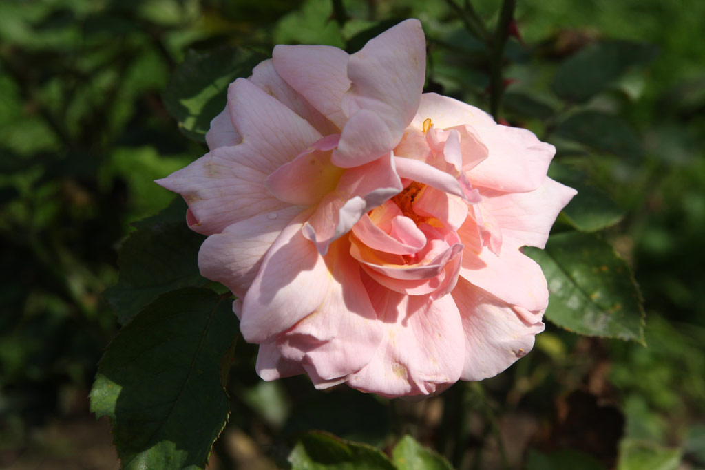 růže Souvenir de Pierre Guillot