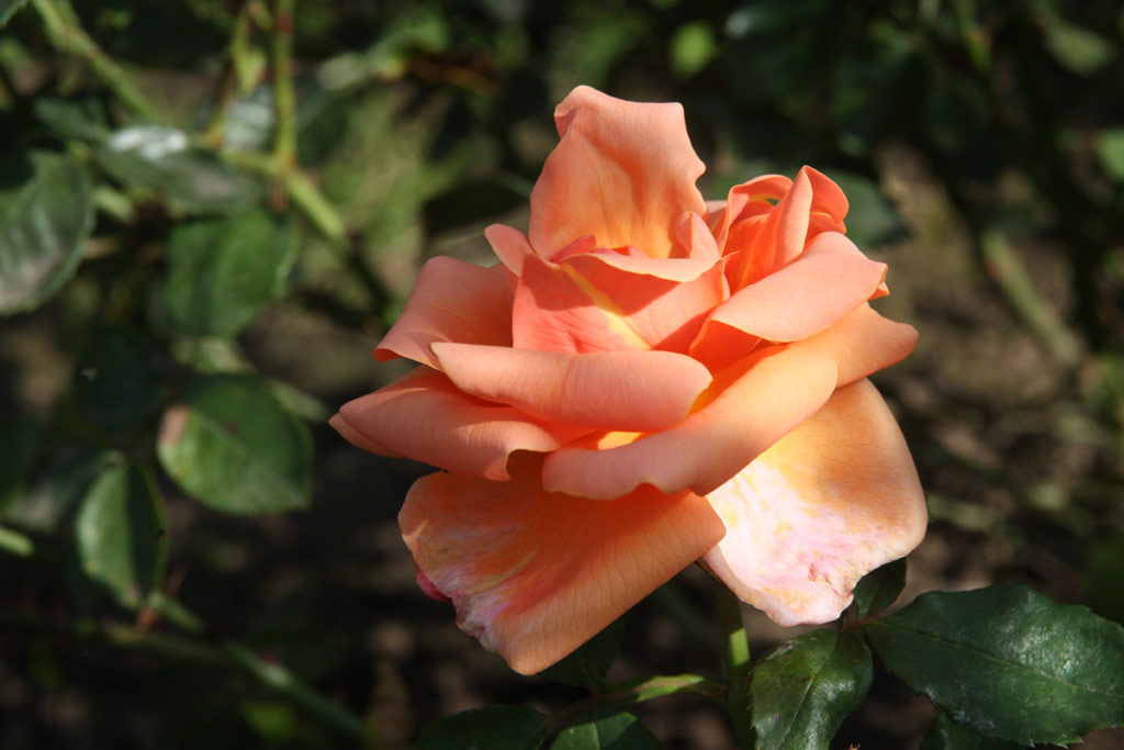 růže Souvenir de Pierre Guillot