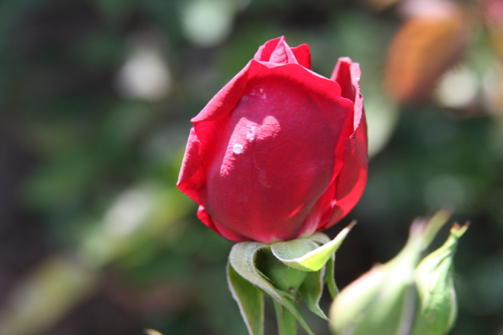 růže Souvenir de Threse Levet