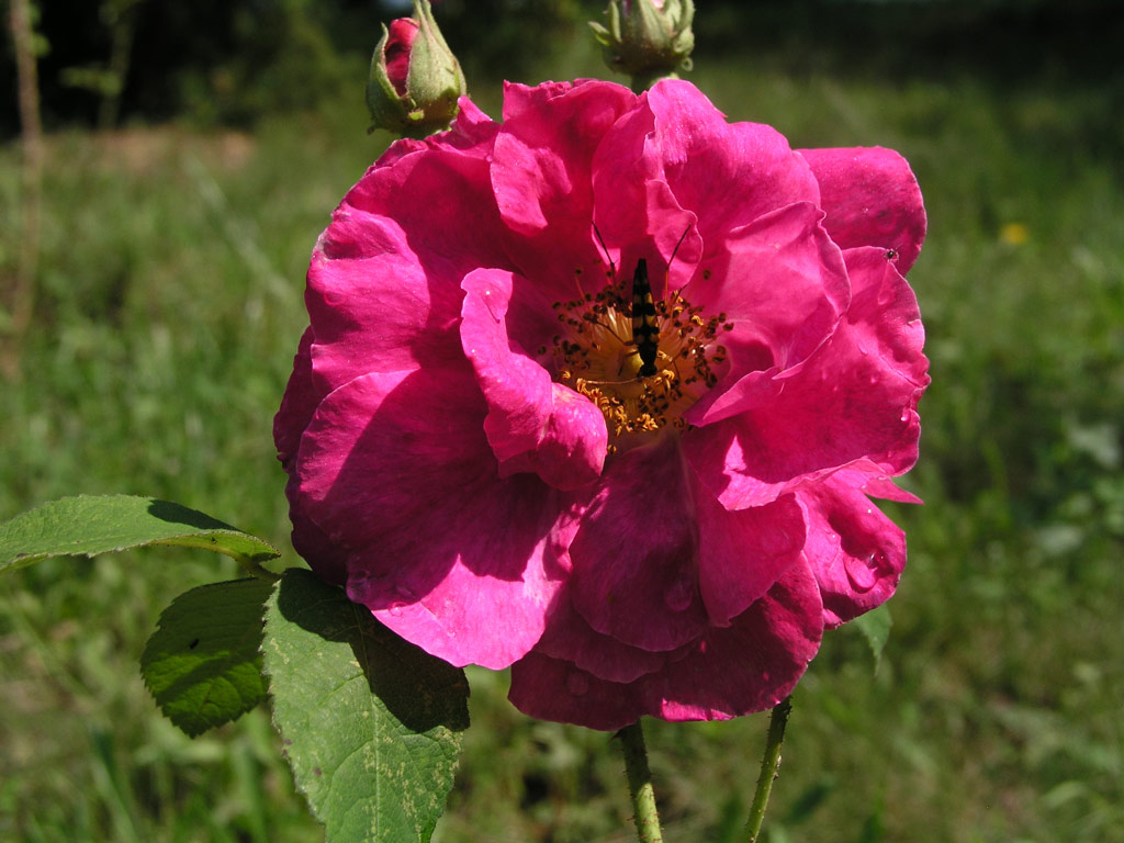 růže Souvenir de Victor Landeau