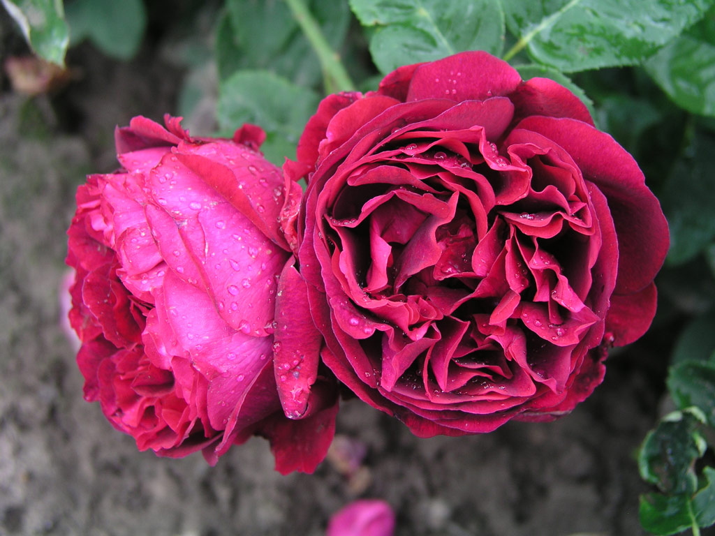 růže Souvenir de William Wood