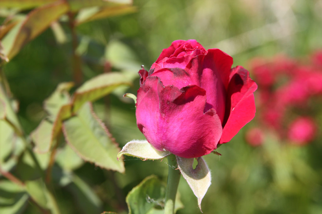 růže Souvenir du Docteur Jamain