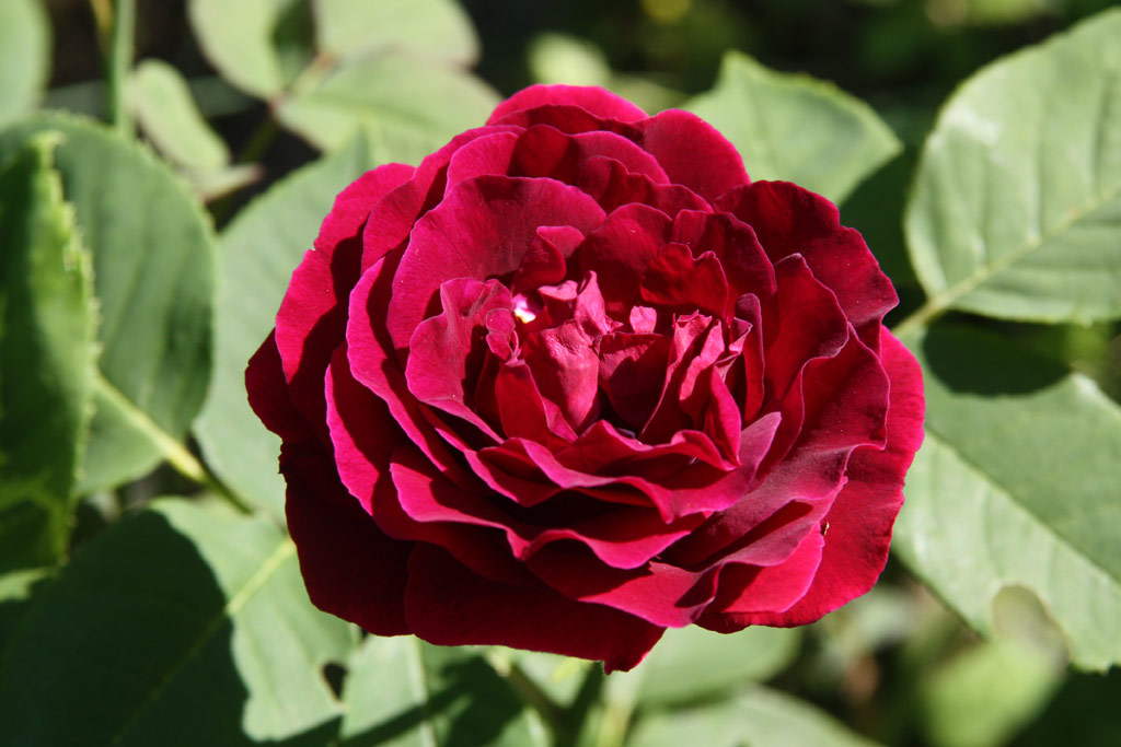 růže Souvenir du Docteur Jamain