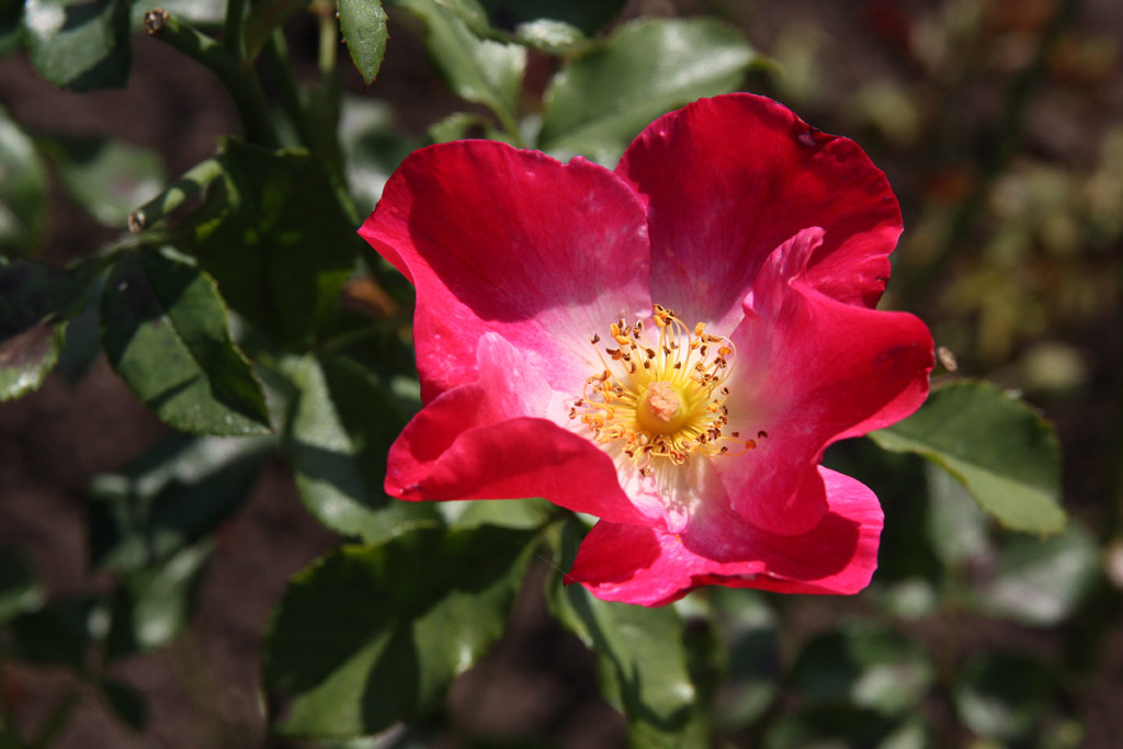 růže Spleen