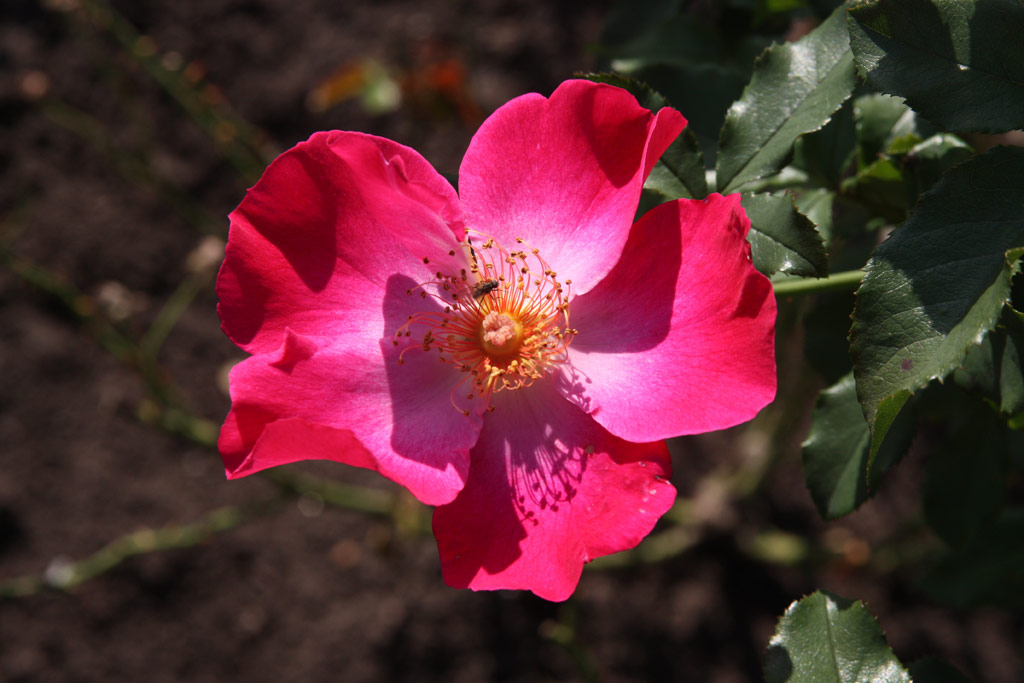 růže Spleen