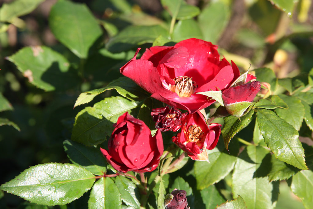 růže Spreeglut