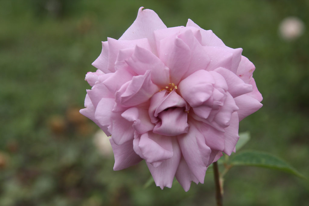 růže Stachta Margit