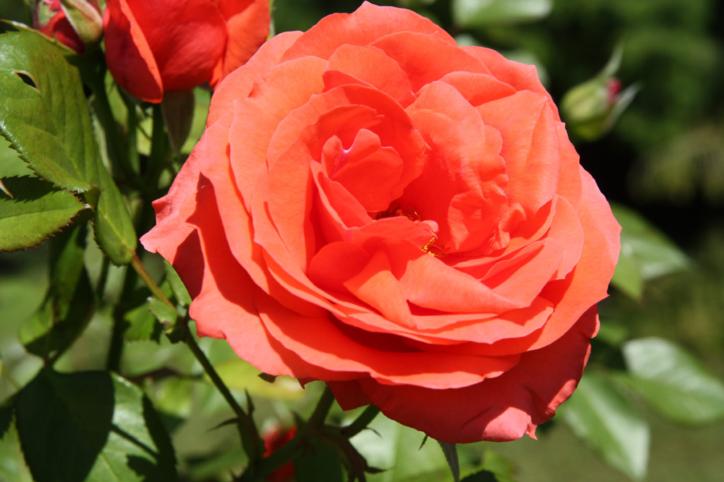 růže Stadt Rosenheim