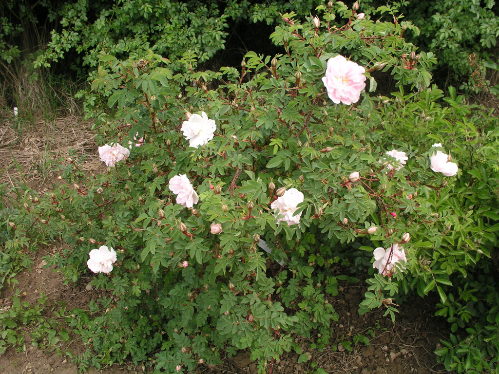 růže Stanwell Perpetual