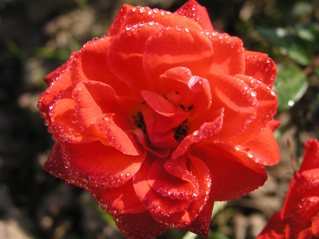 růže Starina