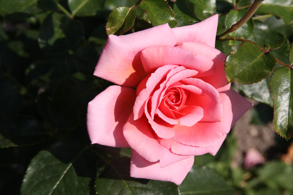 růže Steffi Graf