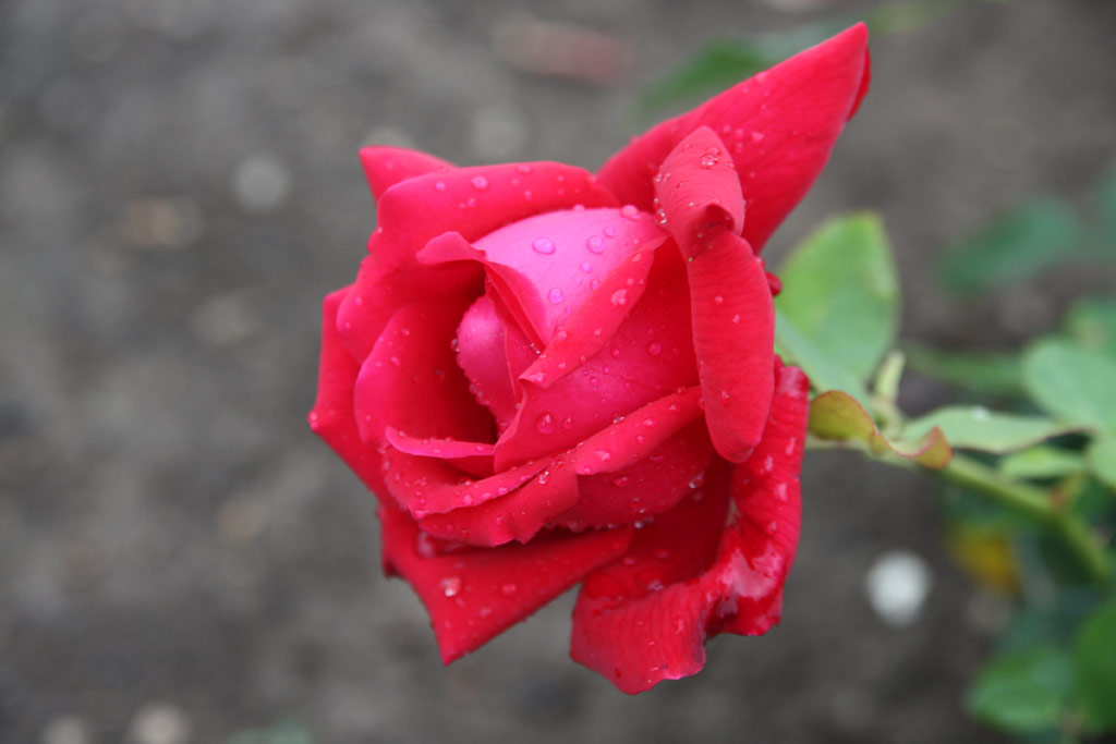 růže Stella (Borov hora)