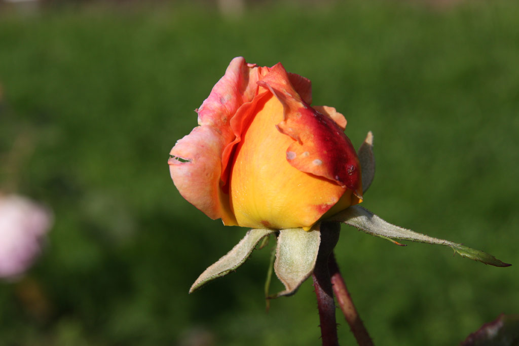 růže Stella Pacis