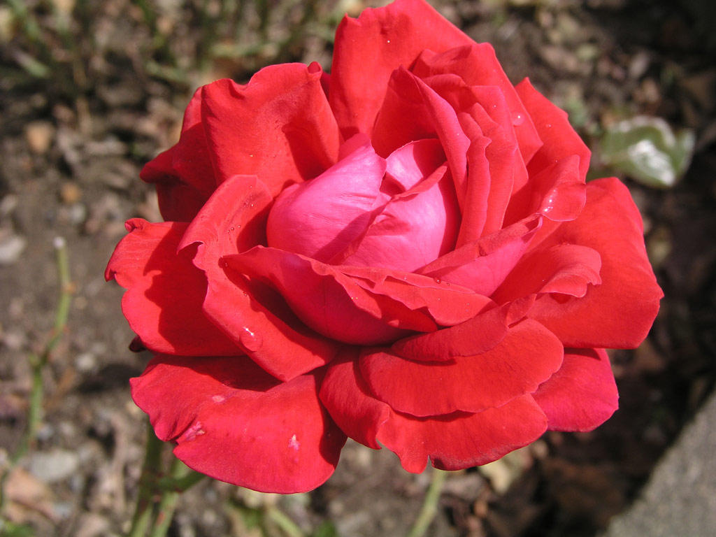 růže Stern