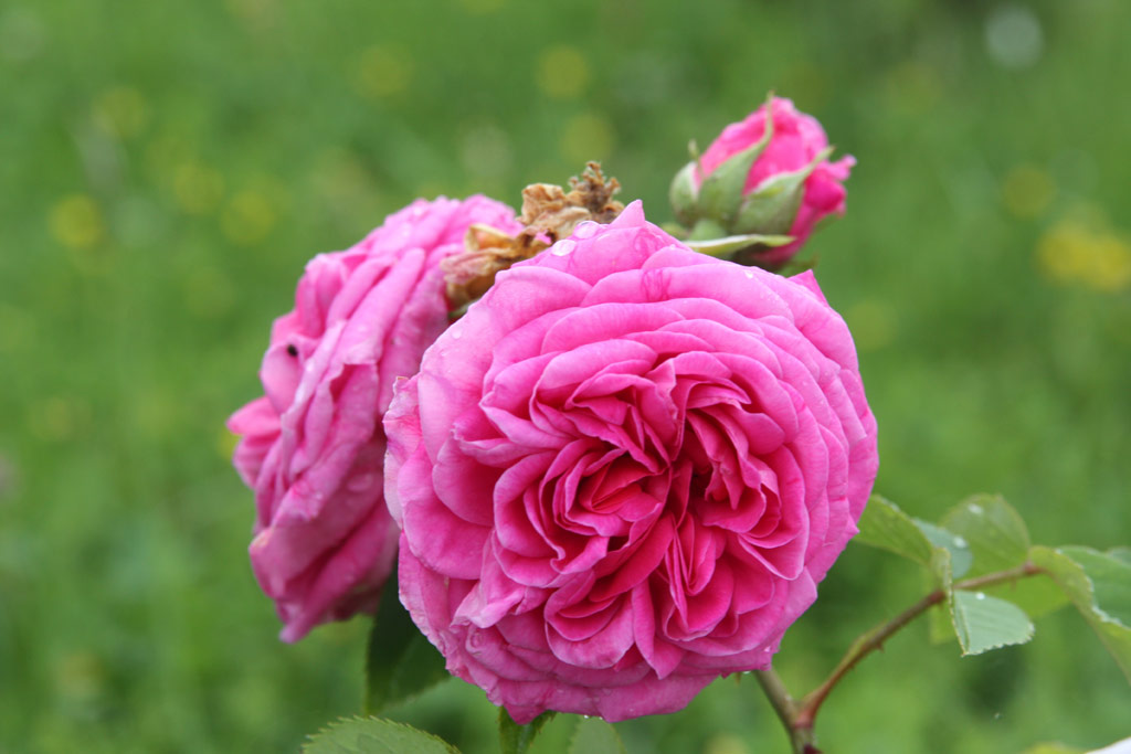 růže Stratosfra