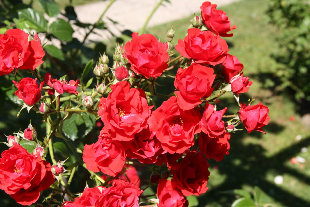 růže Strombergzauber