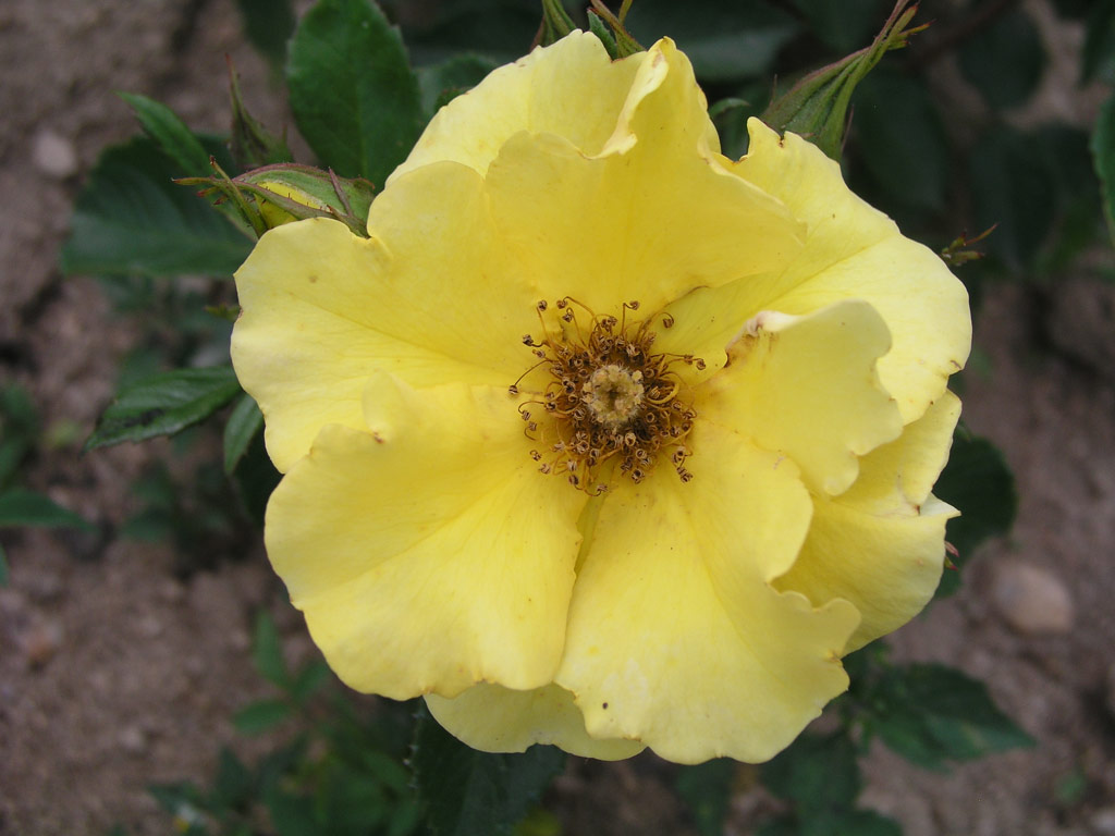 růže truncova Cironov*