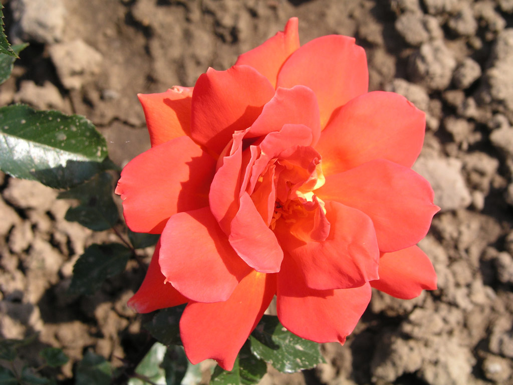 růže Sultane