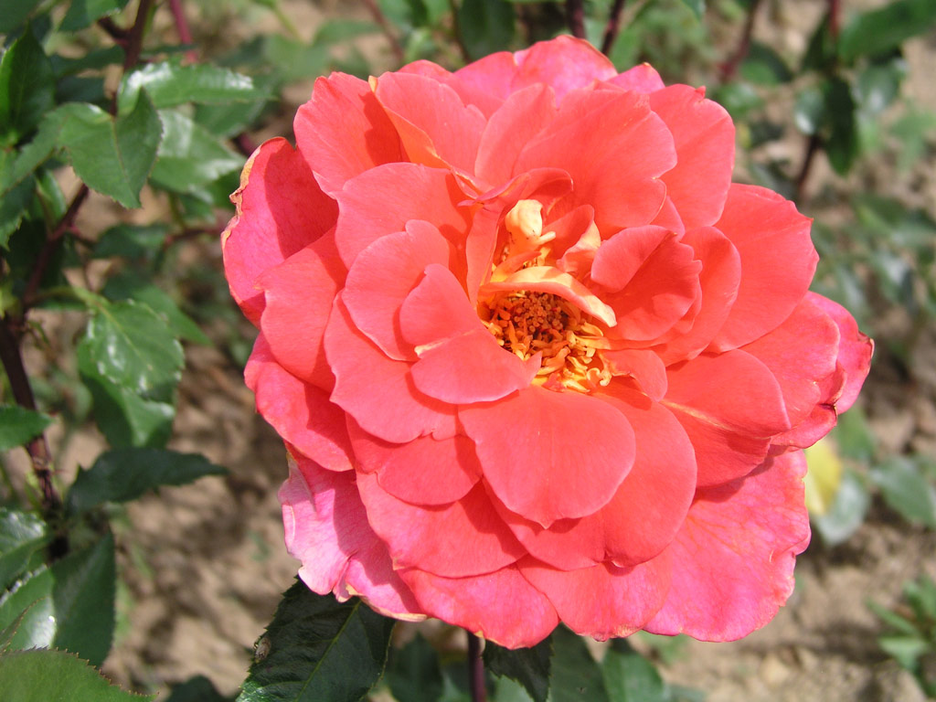 růže Sultane