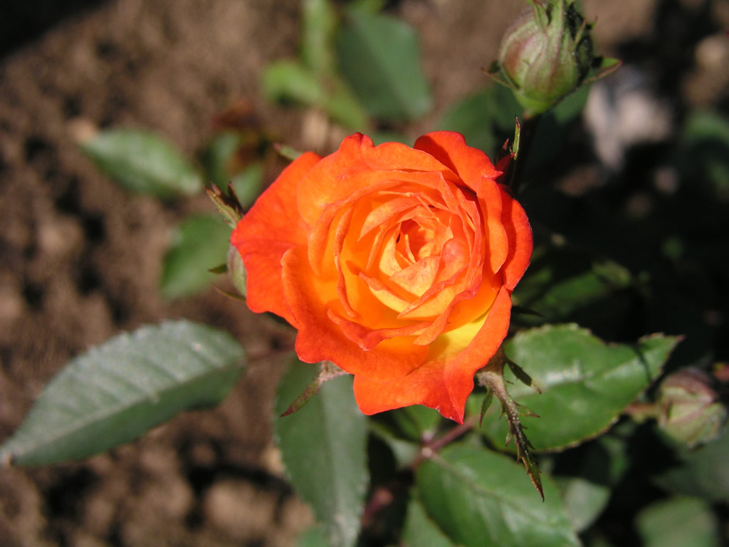 růže Summaid