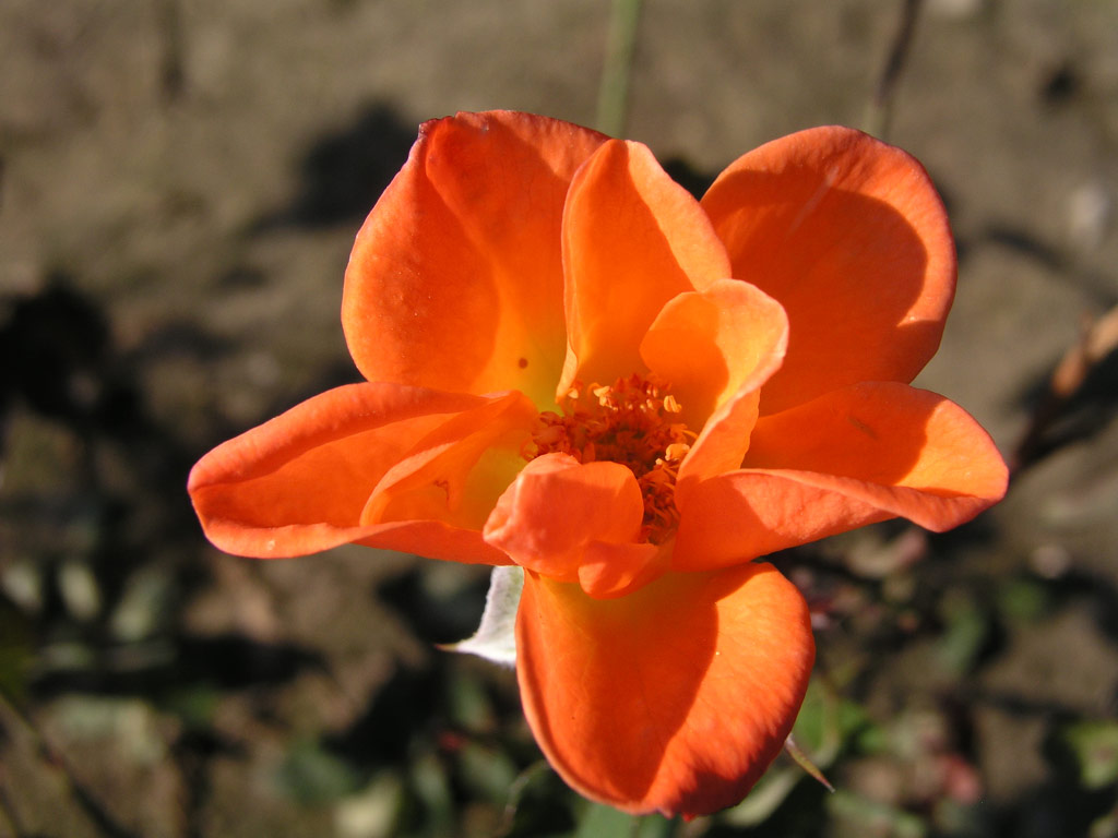 růže Sun Tan
