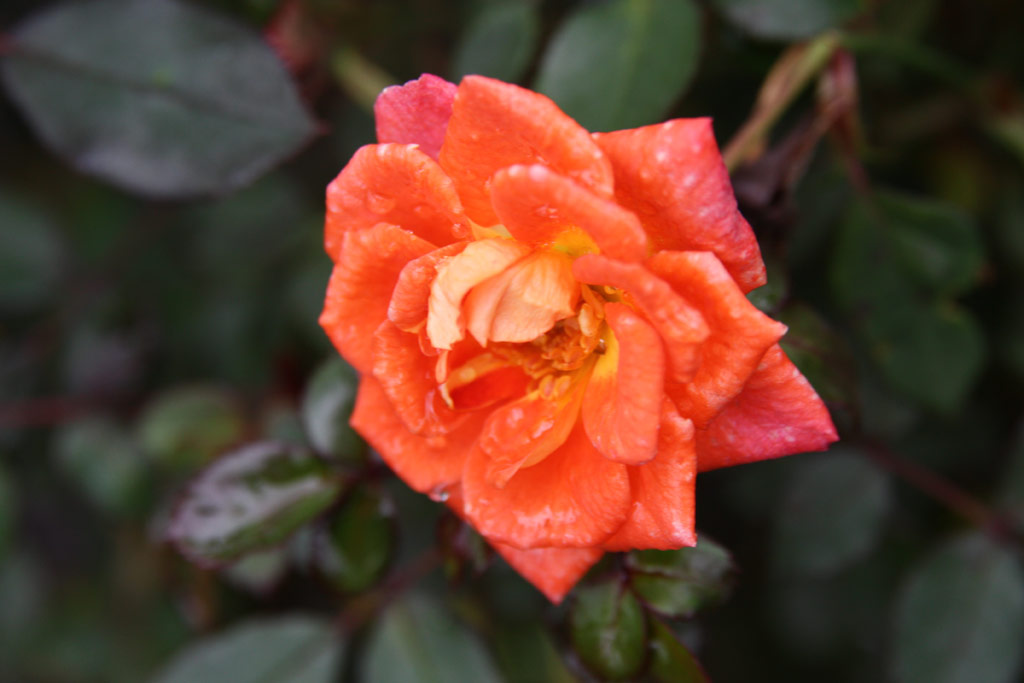 růže Sun Tan