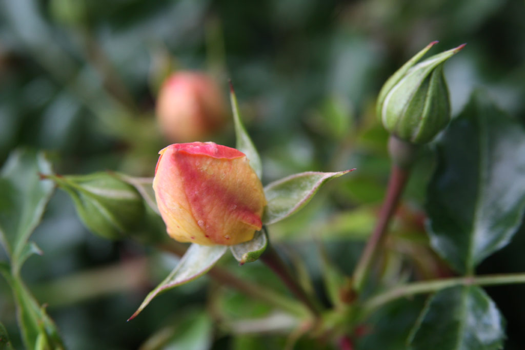 růže Sunny Rose