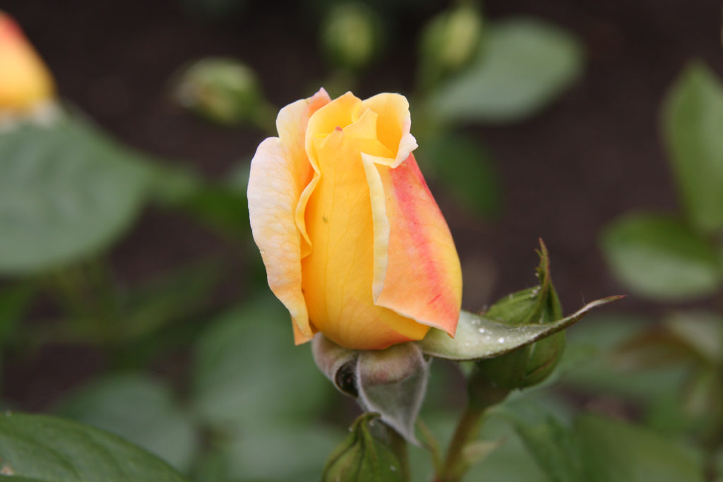 růže Sunstar