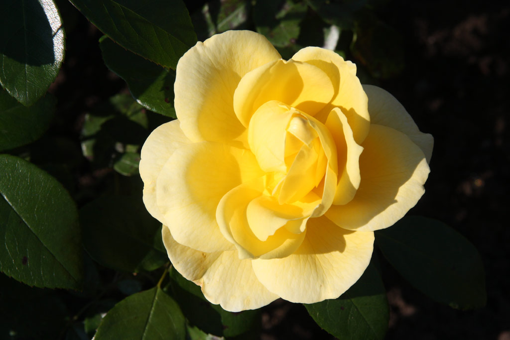 růže Sunstar