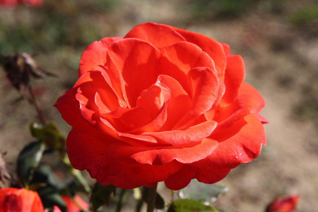 růže Super Prince Tango