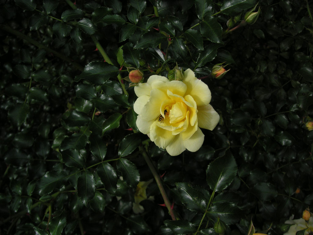 růže Surry Rouse