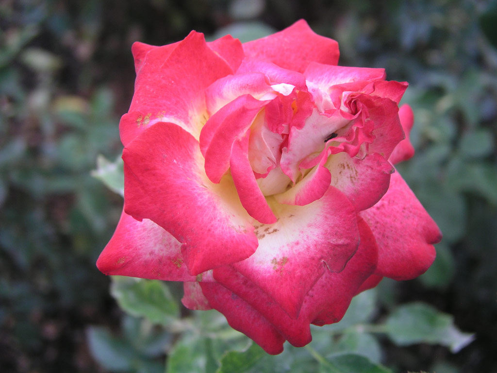 růže Susan