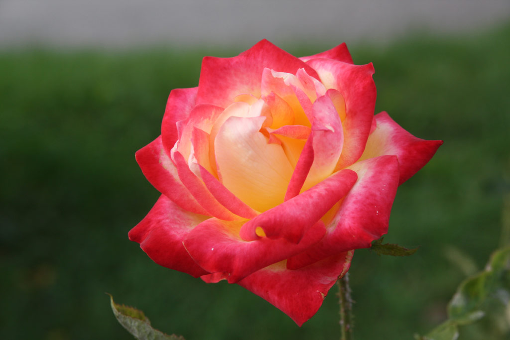 růže Susan