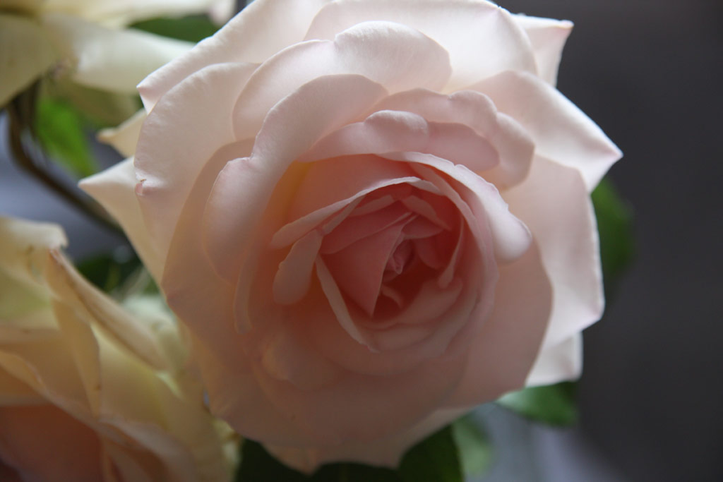 růže Susan Lace